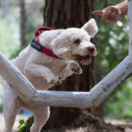 Alpstuga Comfort Principina